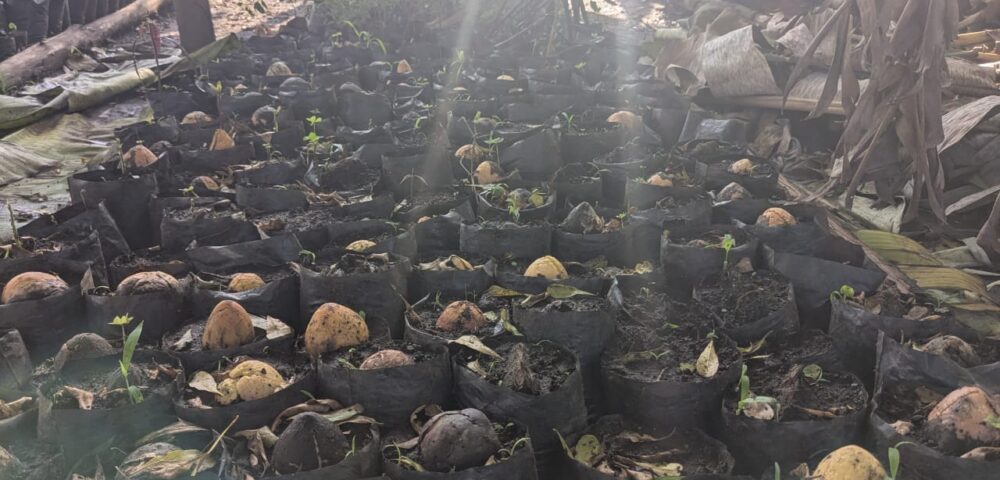 Urembo Kona : un réseau de 75 agricultrices pour transformer la filière avocat au Nord-Kivu