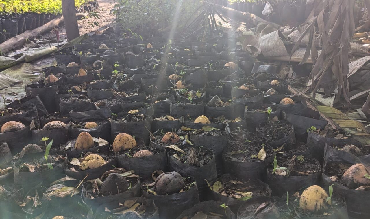 Urembo Kona : un réseau de 75 agricultrices pour transformer la filière avocat au Nord-Kivu
