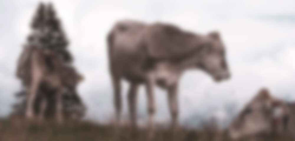 Dairy calves benefit from higher-protein starter feed