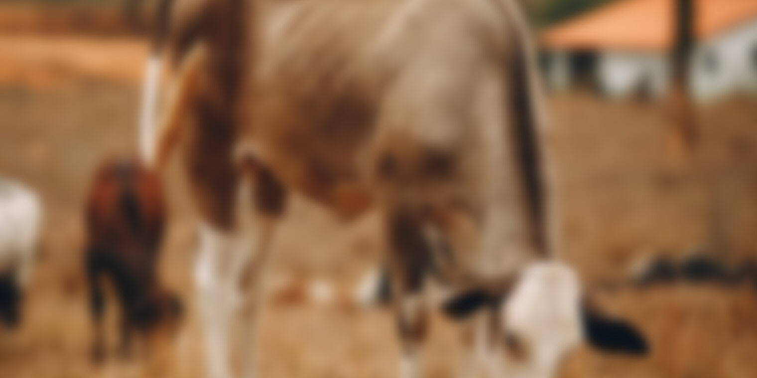 The importance of observation in cattle handling