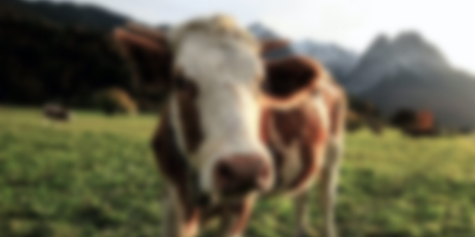 How farm dams can maintain biodiversity on farm