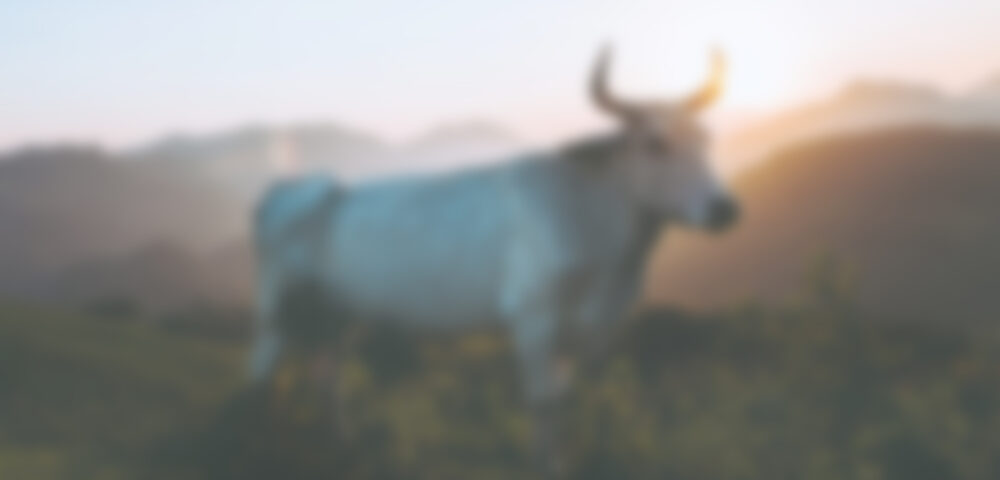 How do you measure emissions in an open barn?