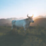 How do you measure emissions in an open barn?