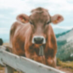 Lame cows recover better when housed in hospital pens