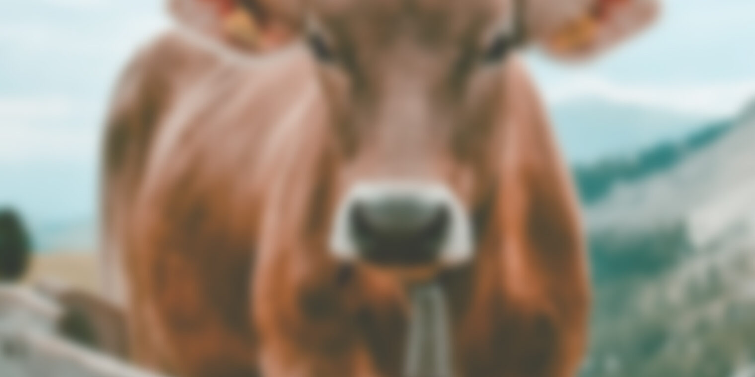 Lame cows recover better when housed in hospital pens