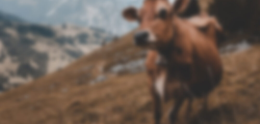 University study: the feeding value of pulp for cattle